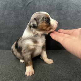 Aspen - Blue merle female Miniature Australian Shepherd puppy in Mill Spring, North Carolina from Adair Acres Aussies