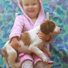 Clumber Spaniel and Irish Red and White Setter Puppies from NyaStar & Chequamegon