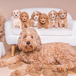 Sophie - Australian Labradoodle