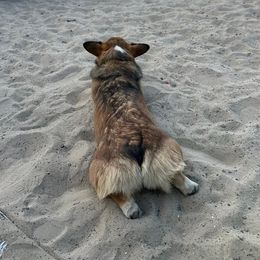 Pembroke Welsh Corgi Puppies from Triple M Ranch Corgi's