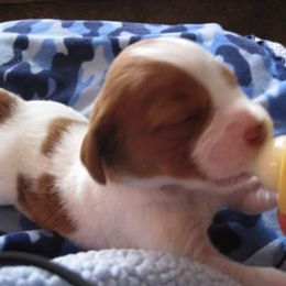 Brittany Puppies from Turning Point Brittanys