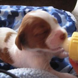 Brittany Puppies from Turning Point Brittanys