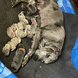 Great Dane Puppies from Great Danes (Merle, Blue, Fawn)