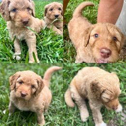 Alice - Apricot female Goldendoodle puppy in Chapin, South Carolina from Kava Kennels