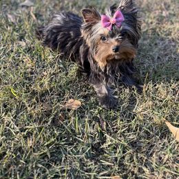 Teacup Pixie - Black and tan female Yorkshire Terrier puppy in Bloomingdale, Georgia from Harrington Yorkies