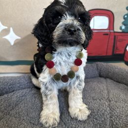 Bing Crosby - Blue roan and tan male Cockapoo puppy in Bountiful, Utah from EasyBreezyDoodles
