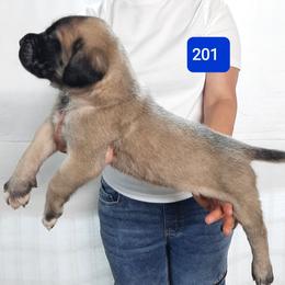 AKC PUP 201 - Fawn male Mastiff puppy in Ava, Missouri from Ozark Mountain Mastiffs