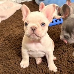 Igor - Cream male French Bulldog puppy in Boyne City, Michigan from Gichigami French Bulldogs