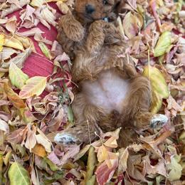 Charlotte - Red  female Goldendoodle puppy in Fort Collins, Colorado from Fenna’s Goldendoodles