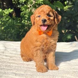 Remi OFA - Apricot male Cavapoo puppy in Falmouth, Michigan from Dyer Lake Newfoundland’s