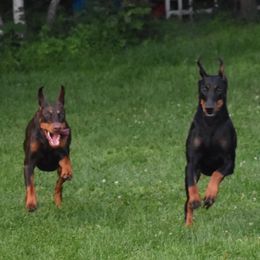 Doberman Pinschers from Rok'n Dobermans