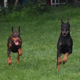 Doberman Pinschers from Rok'n Dobermans