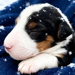 Spring - Tri-color male Bernedoodle puppy in Atlanta, Georgia from RockaDoodles