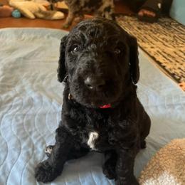 Klaus (Red Collar) - Black male Poodle puppy in Austin, Texas from Haylee’s Pups & Paws