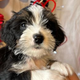 Holden - Tri-color Bernedoodle puppy in Maryville, Missouri from M&M Mini Bernedoodles