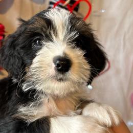 Holden - Tri-color Bernedoodle puppy in Maryville, Missouri from M&M Mini Bernedoodles