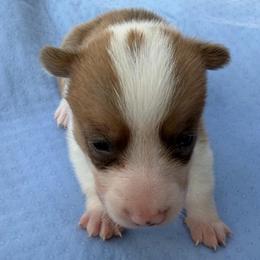Pink - Sable female Pembroke Welsh Corgi puppy in Dobson, North Carolina from Clover S Farm