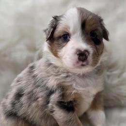 Merlin- Blue Merle - Blue merle male Australian Shepherd puppy in Anthony, Florida from Out of the Blue Aussies