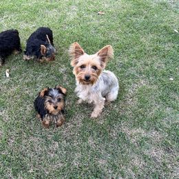 Belle - Yorkshire Terrier
