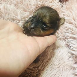 Jack - Orange sable male Pomeranian puppy in Waterloo, Indiana from Garcias Pomeranian