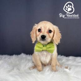 Buzz - Cream male Companion Cross puppy in Utah County, Utah from Big Hearted Breeders