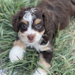 Girl 2 - Red tri-color Aussiedoodle puppy in Higginsville, Missouri from Davis Creek Kennel