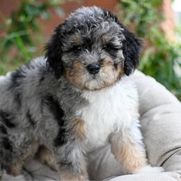Oaks - Merle male Bernedoodle puppy in Ogden, Utah from Stanger Farms