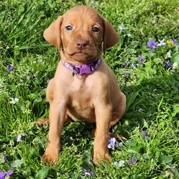 Dragon 3 - Golden rust female Vizsla puppy in Kentucky from Willow Ridge Kennel