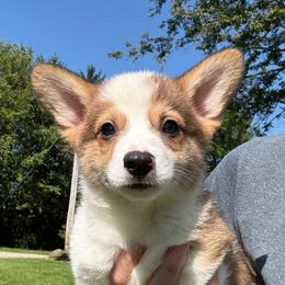 Smooch - Sable male Pembroke Welsh Corgi puppy in Arcanum, Ohio from Weissway Corgis