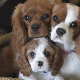 Cavalier King Charles Spaniels from Grifscamp Cavaliers