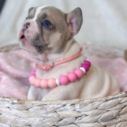 Cruzer - Tricolors female French Bulldog puppy in Sterling Heights, Michigan from Freshwater Frenchies