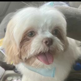 Riley - Shih Tzu