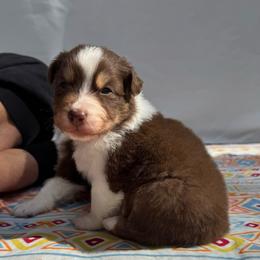 Ares - Red tri-color male Australian Shepherd puppy in Jacksonville, Florida from Solace Australian Shepherds