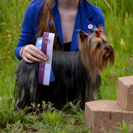 JinJin - Yorkshire Terrier
