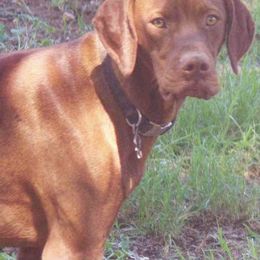 Rocky - Vizsla