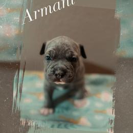 Armani - Blue brindle male American Pit Bull Terrier puppy in Glide, Oregon from Floss Dog Kennels