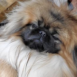 Spec - Pekingese