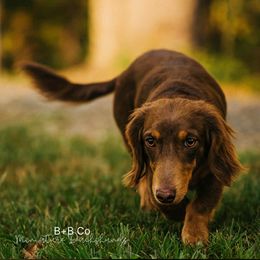 CKC Kipp - Chocolate and cream male Dachshund puppy in Hartsville, Tennessee from B+B Co Miniature Dachshunds