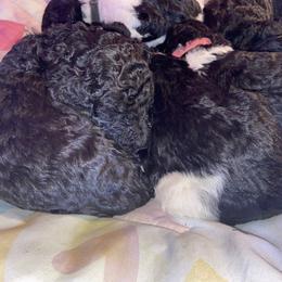 Poodles from Marie's Poodles