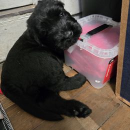 Pink Girl - Black Giant Schnauzer puppy in Moberly, Missouri from Tseekhah (Complete Darkness) Kennel