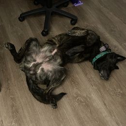 Hooligan - Dutch Shepherd