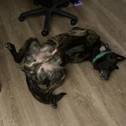 Hooligan - Dutch Shepherd