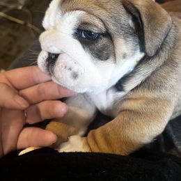 Bulldog Puppies from K&D Bulldogs