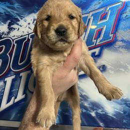 Crown (purple) - Dark golden male Golden Retriever puppy in Bynum, Montana from Summit Canine Breeding