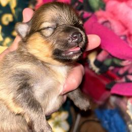 Major - Orange sable male Pomeranian puppy in Zavalla, Texas from Precious Puff Poms