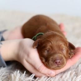 Green - Caramel red male Australian Labradoodle puppy in Williamstown, New York from Lewis Manor Labradoodles