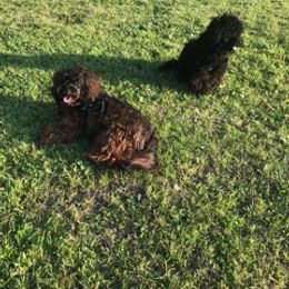 Maltipoo All Grown Up from Anzhela Ibragimova