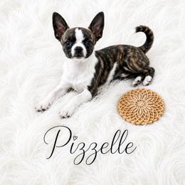 CKC Health Tested Pizzelle - Fawn brindled black female Chihuahua puppy in Scottdale, Pennsylvania from Itty Bitty Boston & Chi Co, Veteran Owned