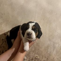 Girl 2 - Black white and brown female Basset Hound puppy in Tonkawa, Oklahoma from Lazy Daisy Basset Hounds