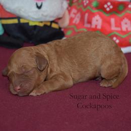 Two - Red female Cockapoo puppy in Hopkins, South Carolina from Sugar and Spice Cockapoos